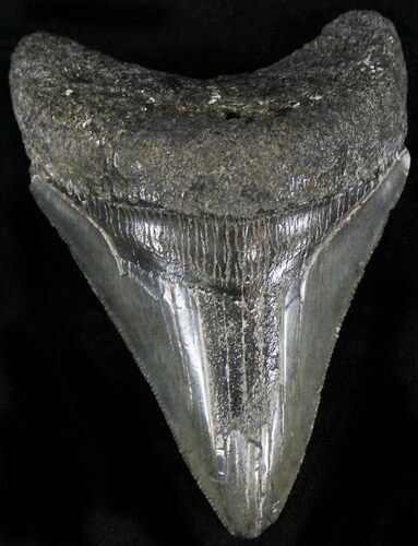 Serrated Fossil Megalodon Tooth - South Carolina #22571